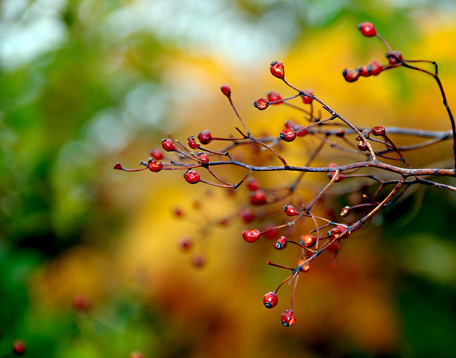 Abstract Tree Branch Photograph by JoAnn Lense
