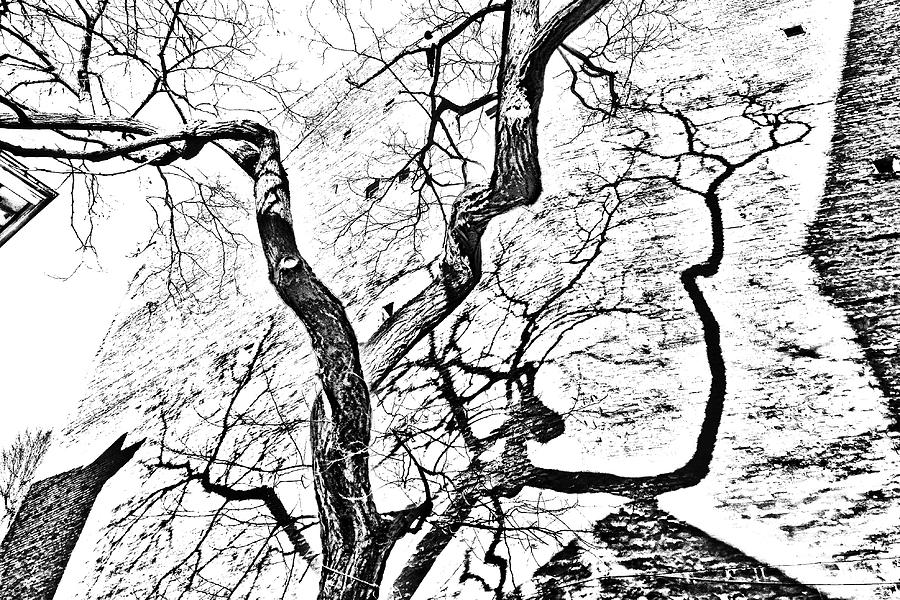 Abstract Tree Duality 3 Photograph by Kim Lessel