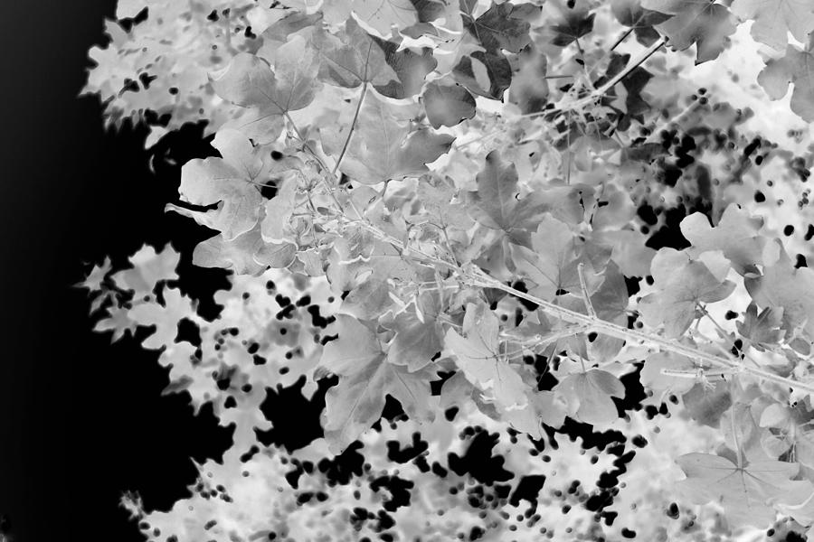 Abstract Tree Landscape Dark Botanical Art Black Noir Photograph by Itsonlythemoon -