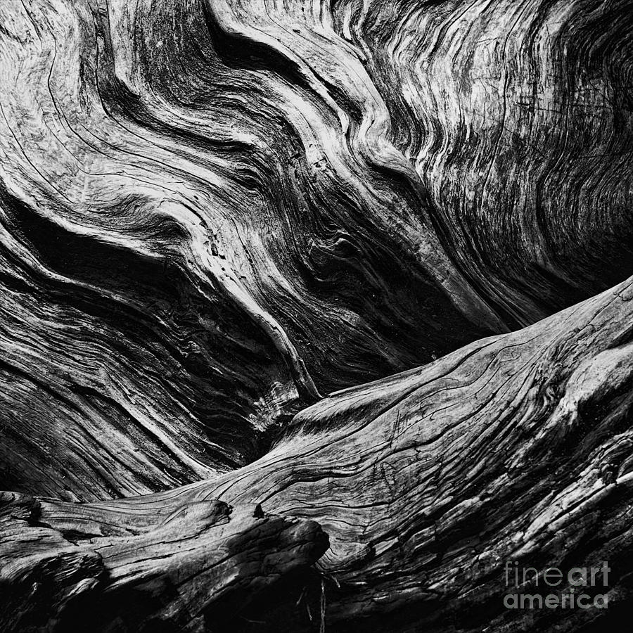 Abstract tree lll black and white Photograph by Hideaki