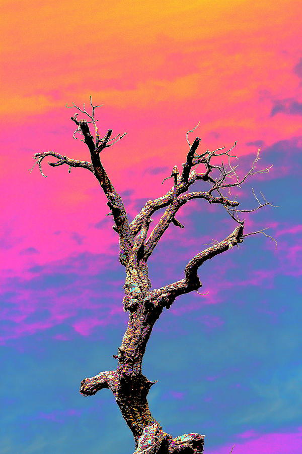 Abstract Tree Photograph by Richard Patmore