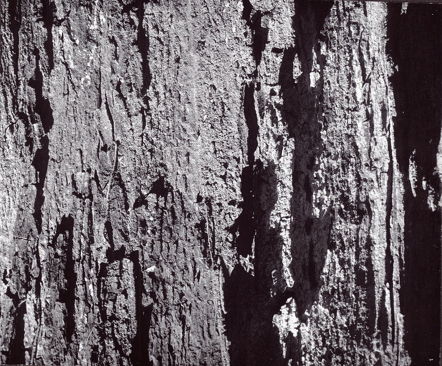 Abstract Treebark Photograph by Steven Huszar