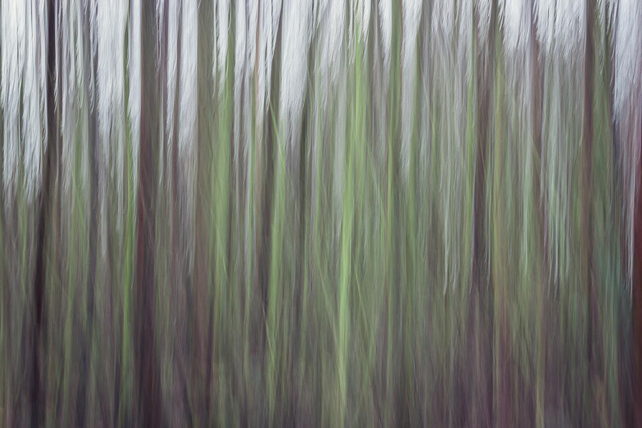 Tree Photograph - Streaks of Green by Chris Dale