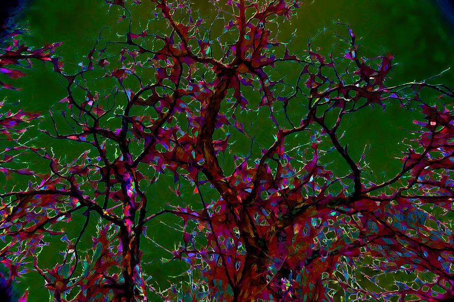 Abstract Trees Digital Art by Jim Buchanan