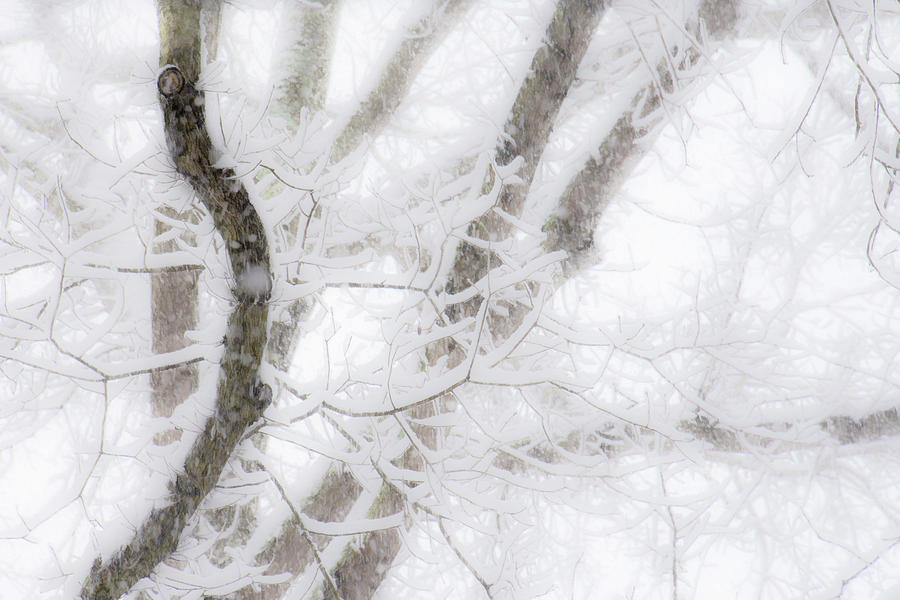 Abstract trees Photograph by Karen Smale
