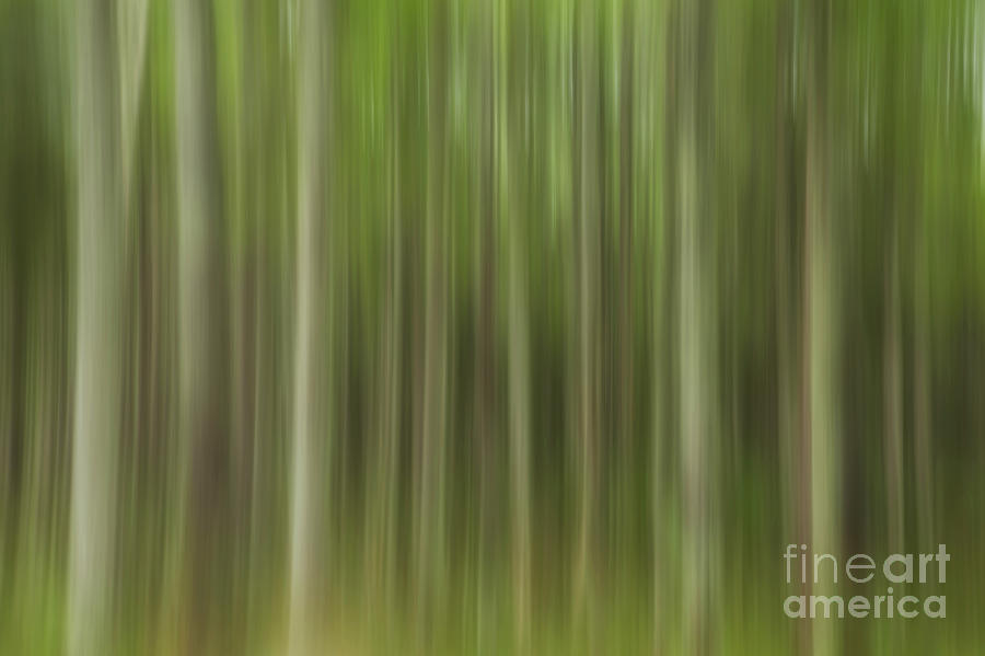 Abstract Trees Photograph by Karin Pinkham