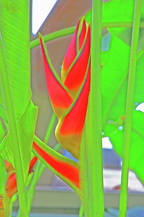 Abstract Tropical Flowers and Leaves Greens Reds Angles  2 10232017 Colorado Photograph by David Frederick