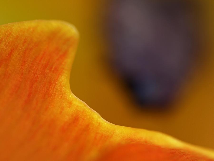 Abstract Tulip Photography Artwork Photograph by Juergen Roth