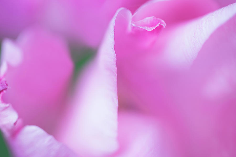 Abstract tulips Photograph by Kunal Mehra