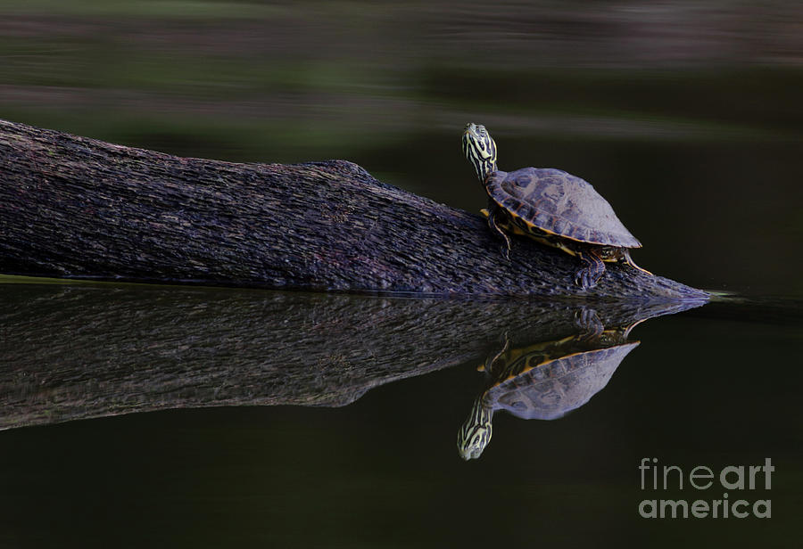 Abstract Turtle Photograph by Douglas Stucky