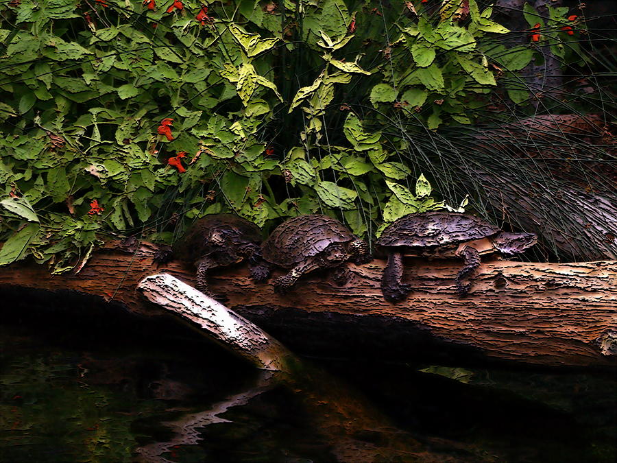  Abstract Turtles 3 Photograph by Richard Thomas