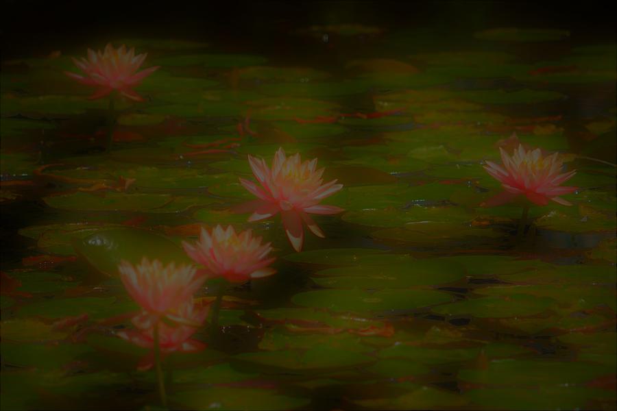 Abstract Water Lilies Photograph by Robert Lowe Fine Art America