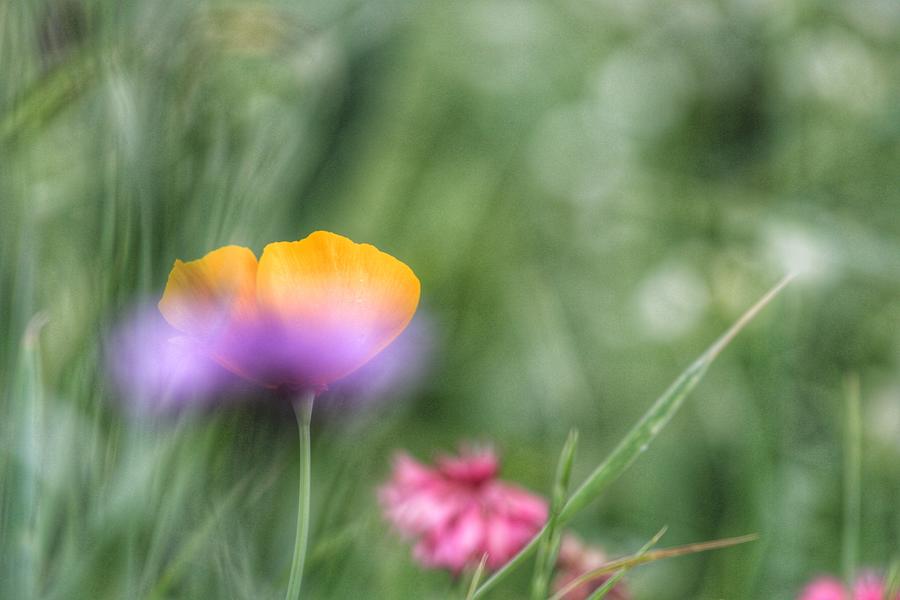 Abstract Wildflowers Photograph by Carrie Cathleen Photography - Fine ...