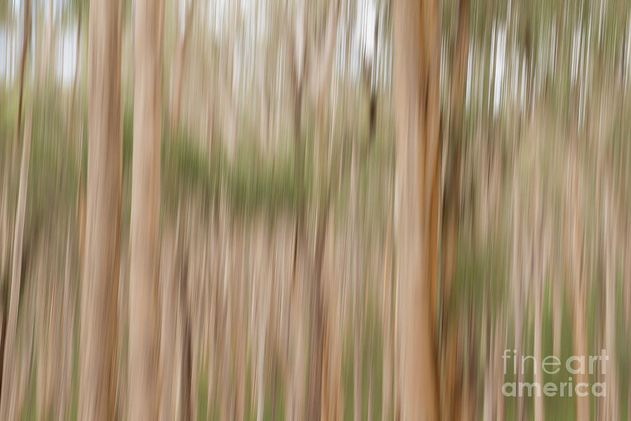 Abstract Woods photograph Photograph by Ivy Ho
