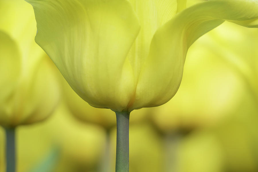 Abstract yellow tulips flowers photography online art print shop Photograph by Nadja Drieling - Flower- Garden and Nature Photography - Art Shop