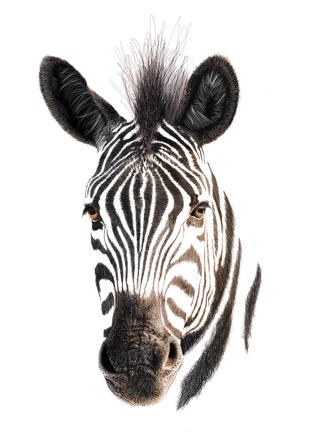 Abstract Zebra Drawing by Francesca Sullivan | Fine Art America