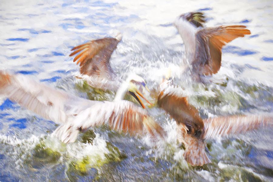 Abstracted Pelican Tussle Photograph by Alice Gipson