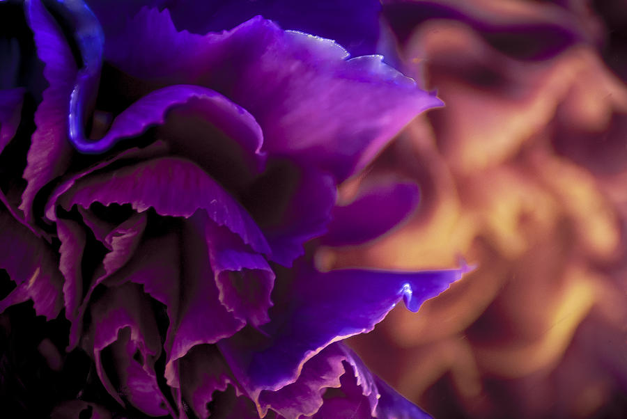 Abstracting The Flowers Photograph