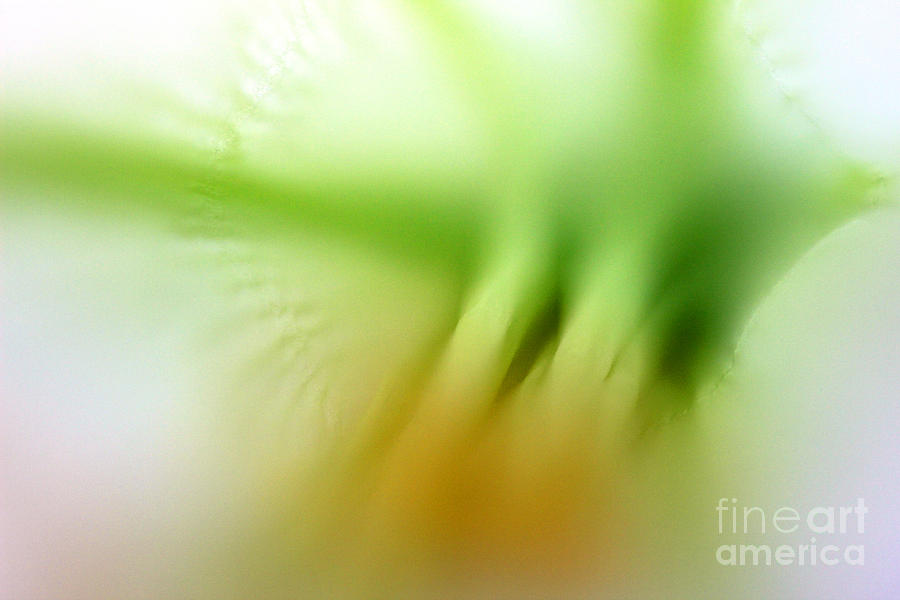 Abstract Lily 2016 Photograph
