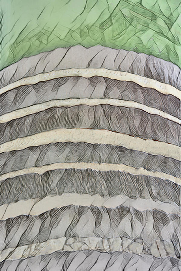 Abstractions from Nature - Palm Tree Trunk Photograph by Mitch Spence