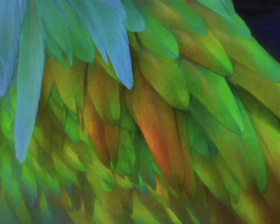 Abstractions from Nature - Pigeon Feathers Photograph by Mitch Spence