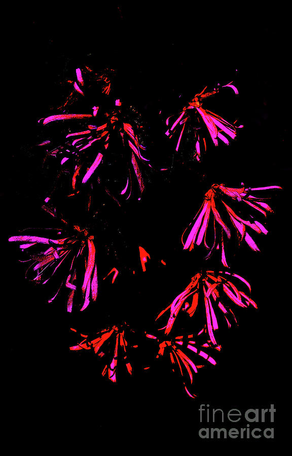 Abstractly Pink Photograph by Skip Willits