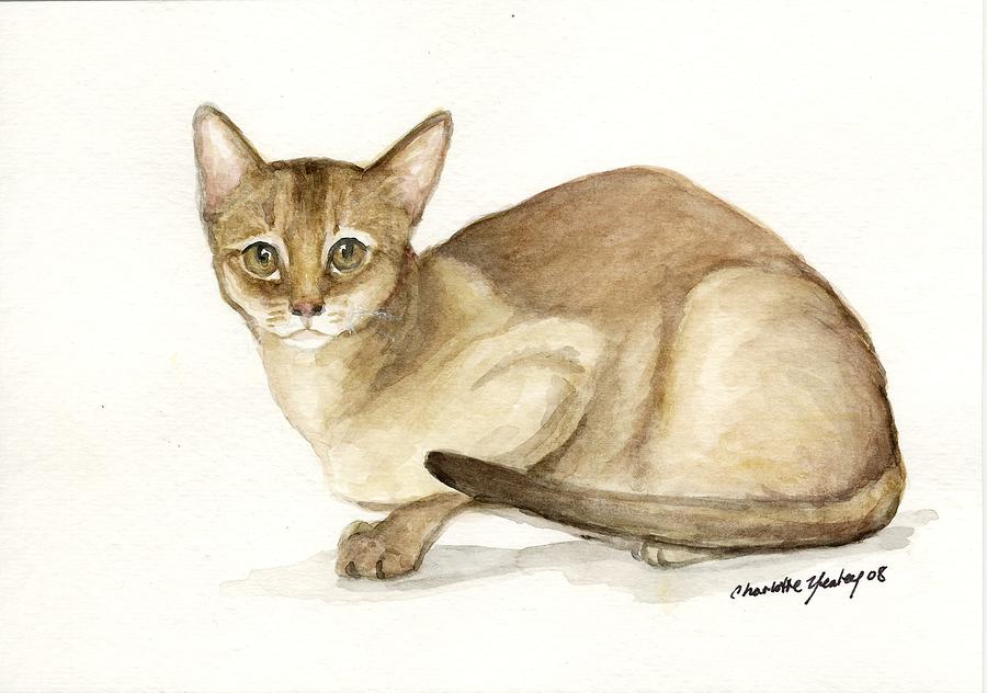 Absyssinian Cat Painting by Charlotte Yealey