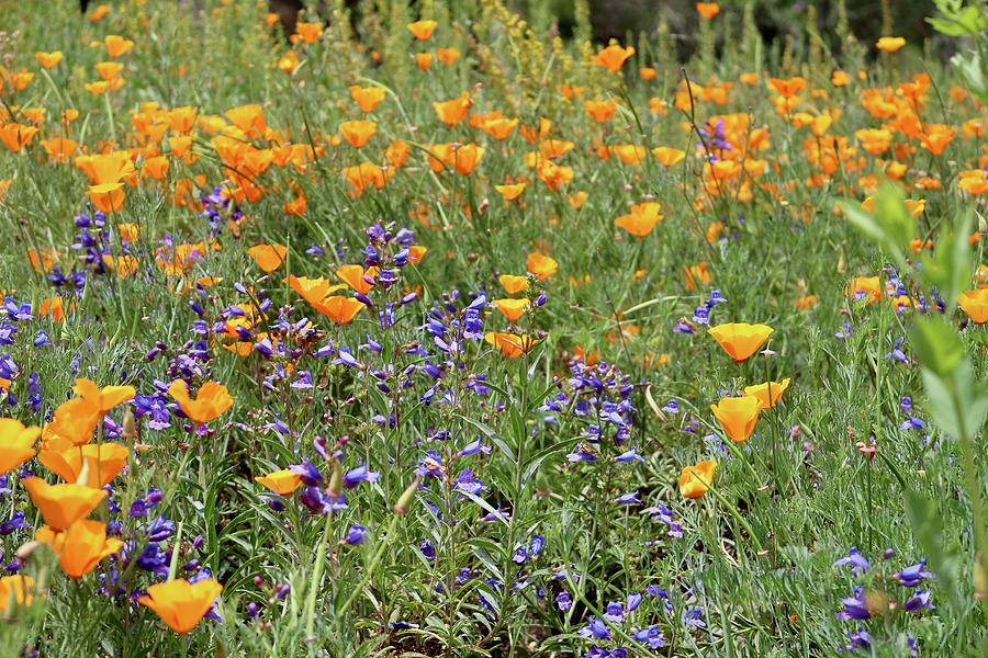 Abundance Photograph by Erin Finnegan - Fine Art America