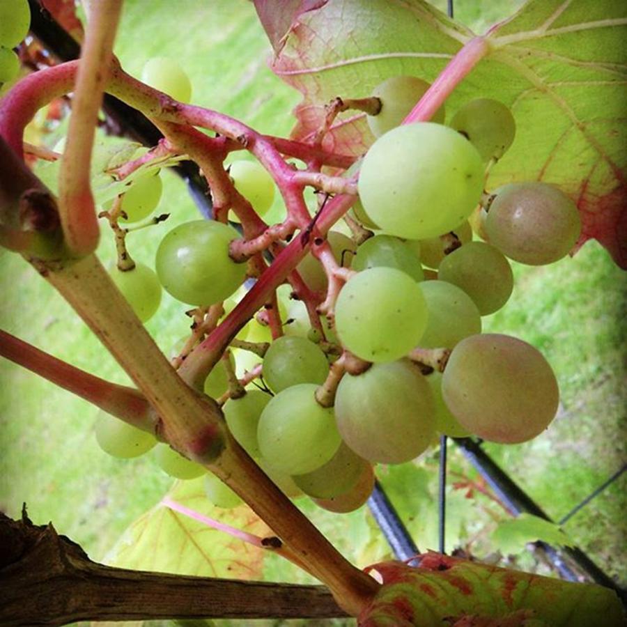 Grapevine Photograph - Abundance: Knowing Soon These Grapes by Wealth Of Nature