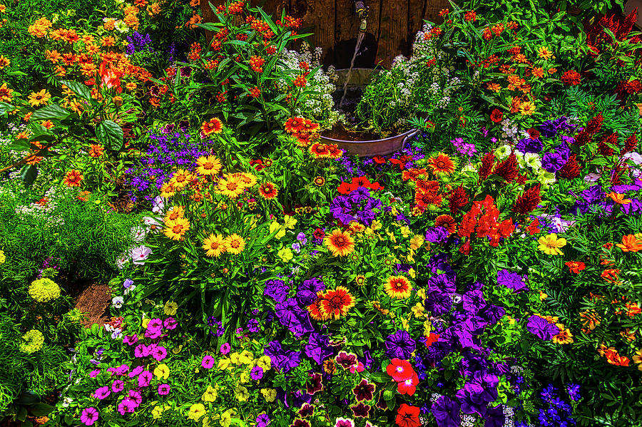 Flower Photograph - Abundance Of Beautiful Flowers by Garry Gay