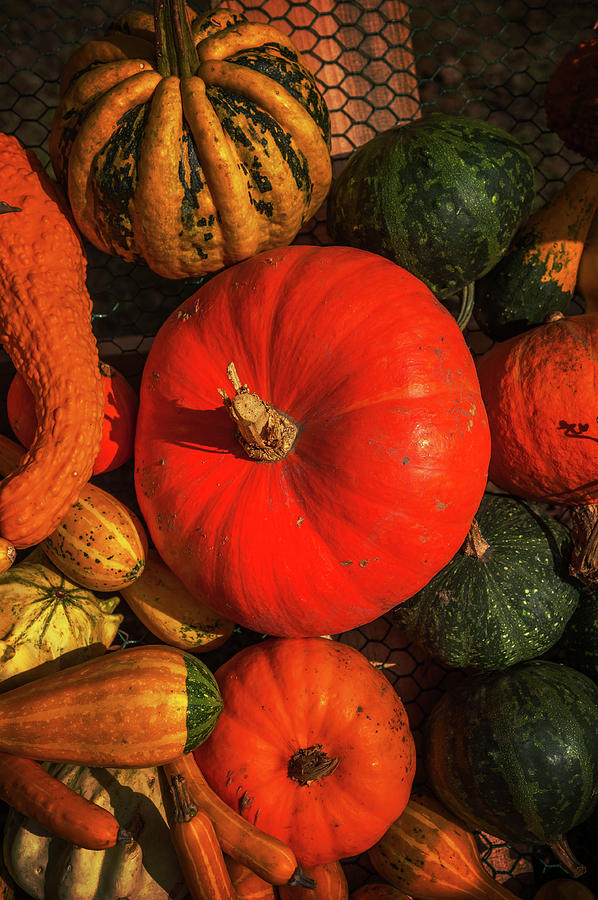 Abundant Autumn Harvest 1 Photograph by Jenny Rainbow