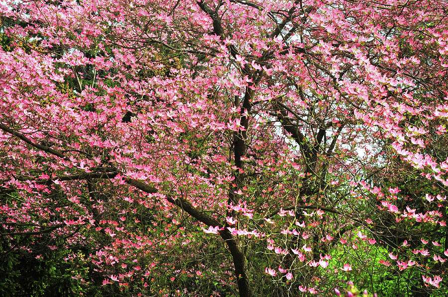 Abundant Bloom of Pink Dorgwood Tree Photograph by Jenny Rainbow