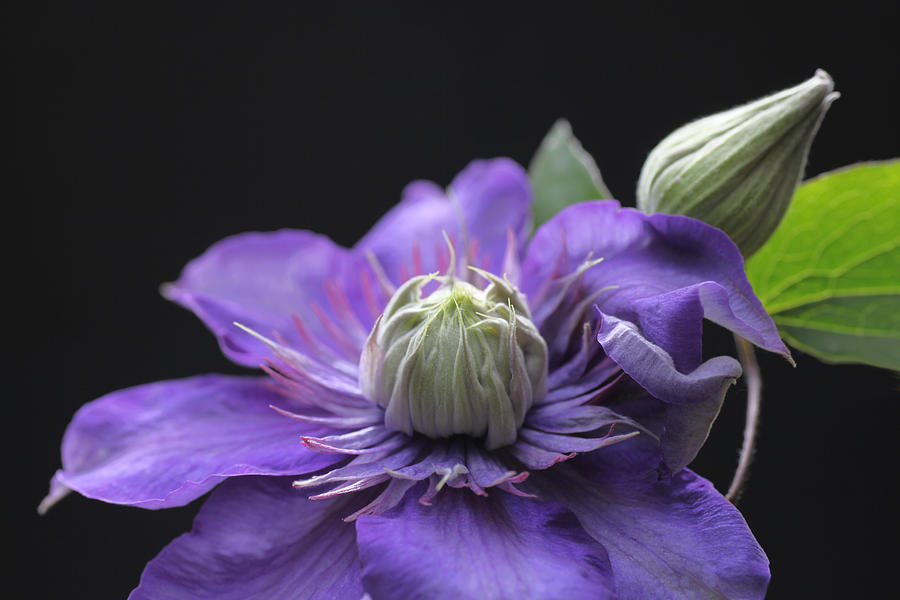 Abundant Clematis Photograph by Tammy Pool