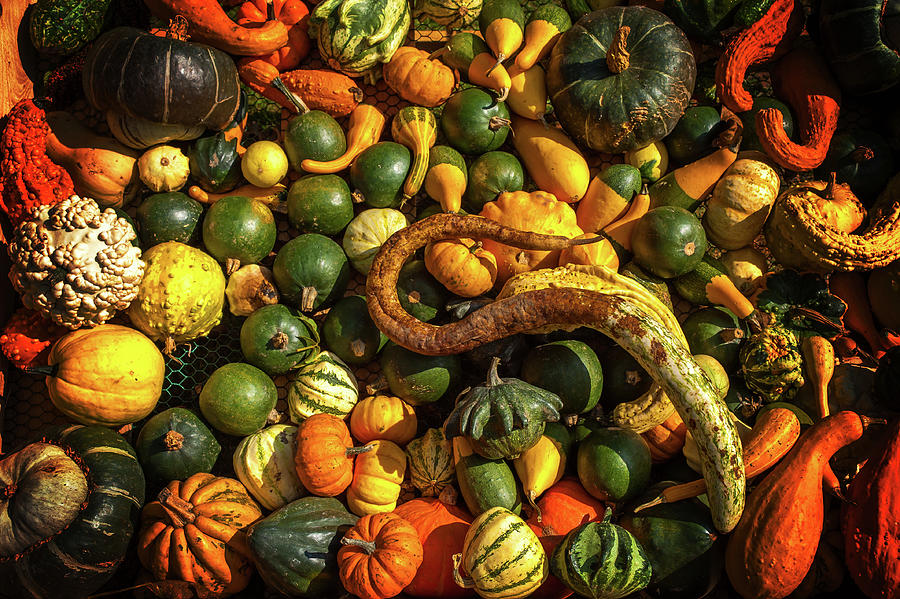Pumpkin Photograph - Abundant Harvest of Gourds Display by Jenny Rainbow