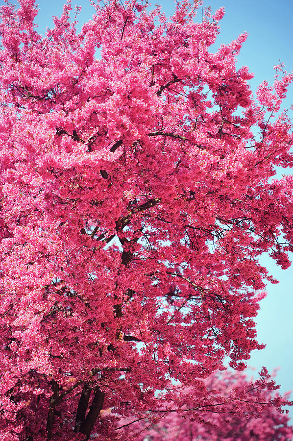 Abundant Pink Bloom of Prunus Tree Photograph by Jenny Rainbow
