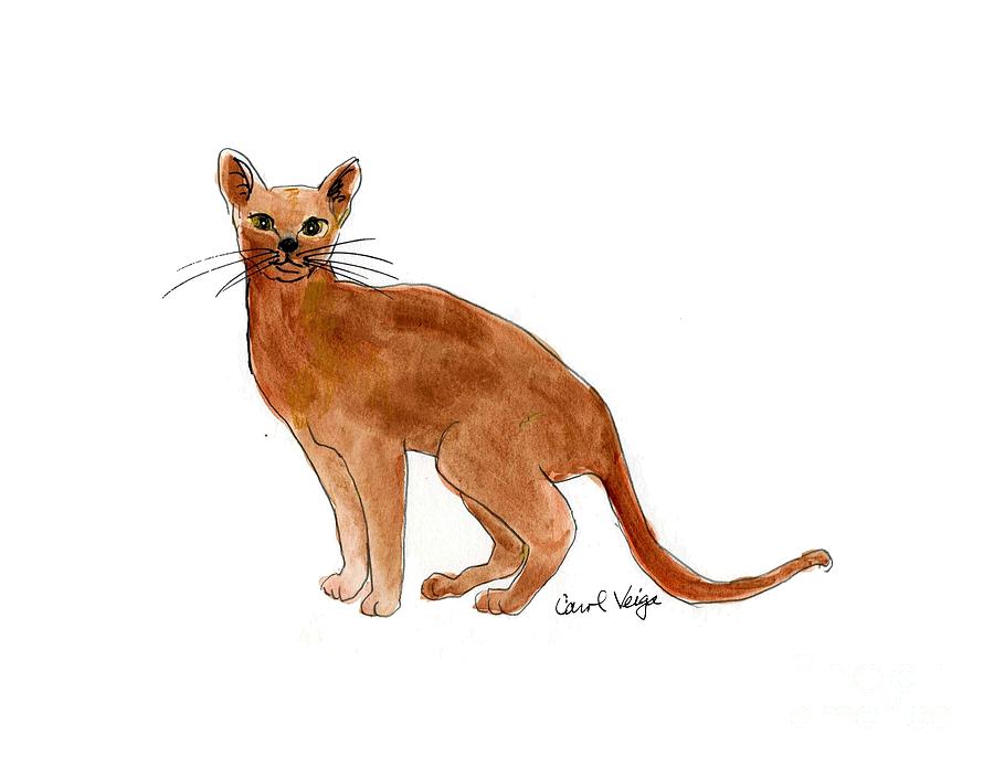 Abyssinian Drawing by Carol Veiga - Fine Art America