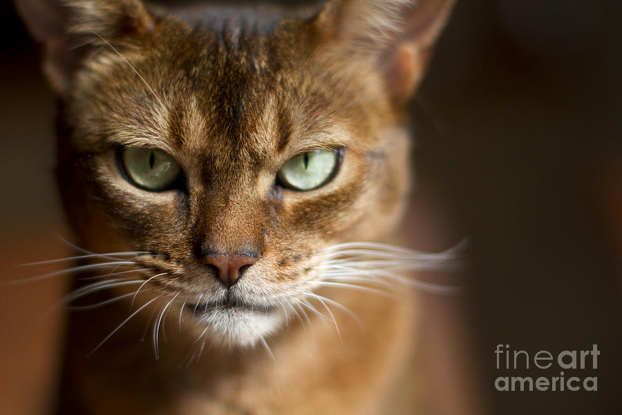 Download Abyssinian Cat Face Portrait Photograph By Cat Dreams Photography