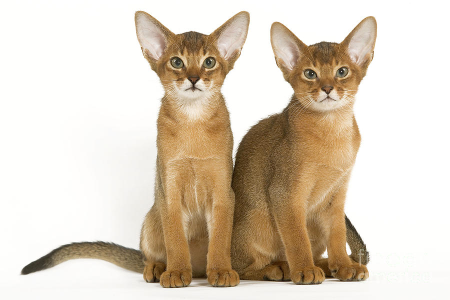 Abyssinian Cats Photograph by Jean-Michel Labat