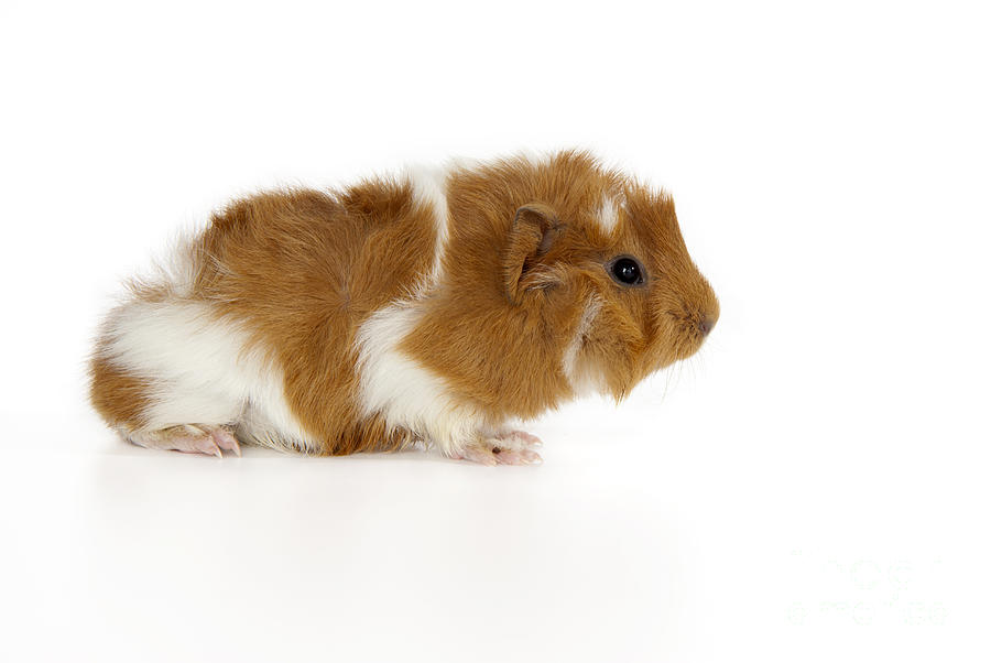 Abyssinian Guinea Pig Photograph by Anthony Totah
