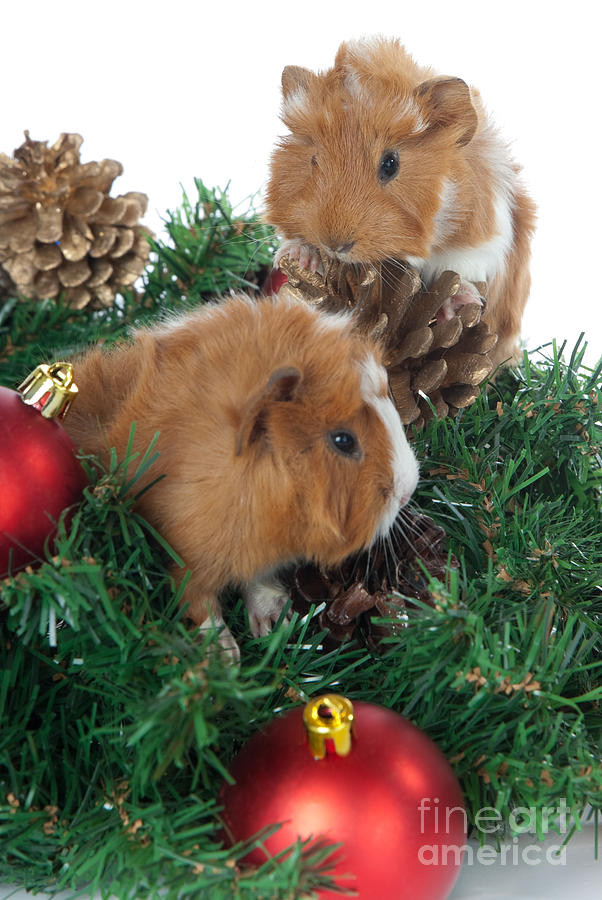 Abyssinian Guinea Pig for Christmas Photograph by Anthony Totah