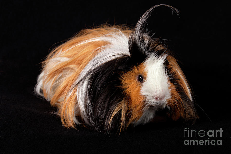 Abyssinian Guinea Pigs Photograph by Anthony Totah