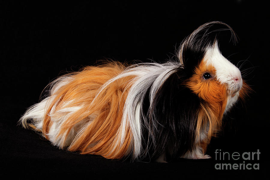 Abyssinian Guinea Pigs - Cavia porcellus Photograph by Anthony Totah