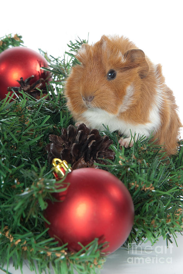 Abyssinian Guinea Pigs Cavia porcellus for Christmas Photograph by Anthony Totah