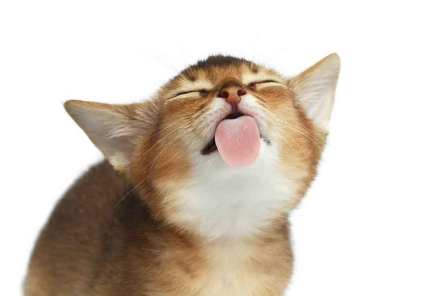 Abyssinian Kitten Licking Screen Photograph By Sergey Taran Fine Art