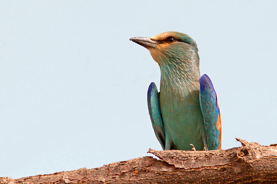 Abyssinian Roller Photograph by Aivar Mikko
