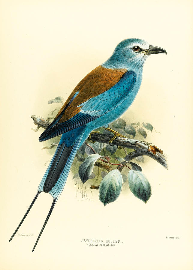 Abyssinian Roller. Coracias abyssinicus Drawing by John Gerrard Keulemans