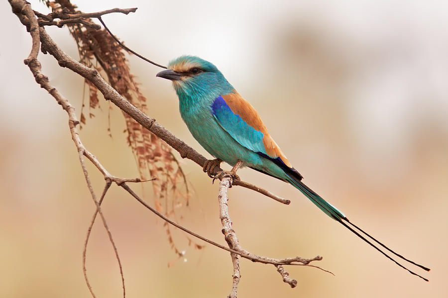 Abyssinian Roller on Branch Photograph by Aivar Mikko