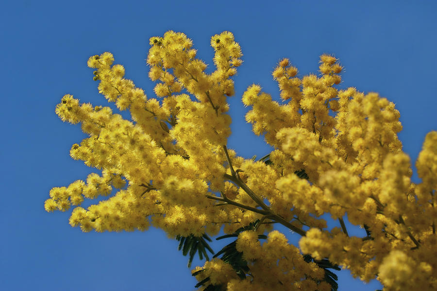 Acacia Blossom Photograph by Grant Groberg