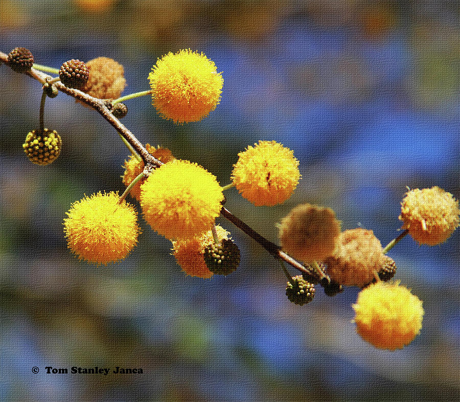Acacia Blossoms Photograph by Tom Janca
