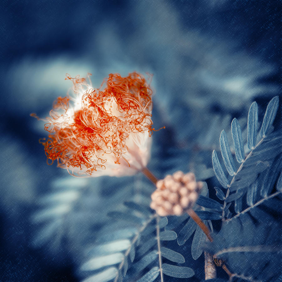 Acacia Flower Photograph by Konstantin Sevostyanov